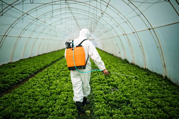 Best Local Pest Control Services  in Ranchos De Taos, NM
