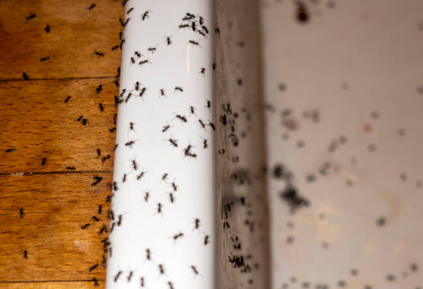 Best Pest Inspection Near Me  in Ranchos De Taos, NM